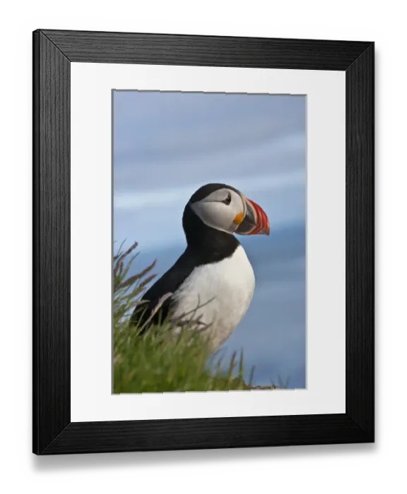 Framed Print : Atlantic Puffin (Fratercula arctica), Latrabjarg, Vestfirdhir, Iceland Framed Print : Atlantic Puffin (Fratercula arctica), Latrabjarg, Vestfirdhir, Iceland