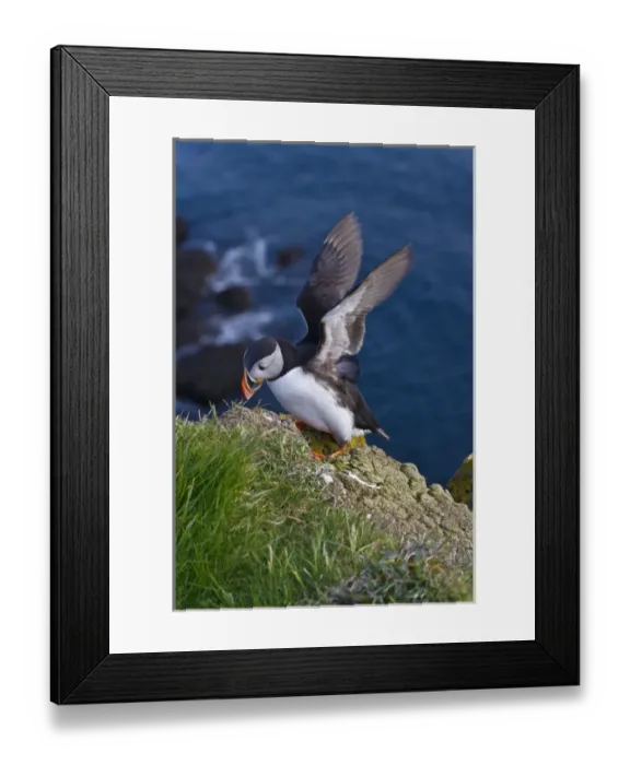 Framed Print : Atlantic Puffin (Fratercula arctica), Latrabjarg, Vestfirdhir, Iceland Framed Print : Atlantic Puffin (Fratercula arctica), Latrabjarg, Vestfirdhir, Iceland