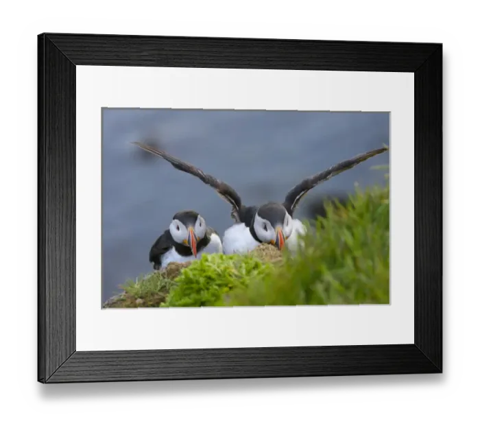 Framed Print : Atlantic Puffins (Fratercula arctica), Latrabjarg, Vestfirdhir, Iceland Framed Print : Atlantic Puffins (Fratercula arctica), Latrabjarg, Vestfirdhir, Iceland