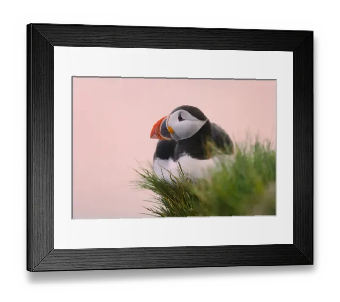Framed Print : Atlantic Puffin (Fratercula arctica), Latrabjarg, Vestfirdhir, Iceland Framed Print : Atlantic Puffin (Fratercula arctica), Latrabjarg, Vestfirdhir, Iceland