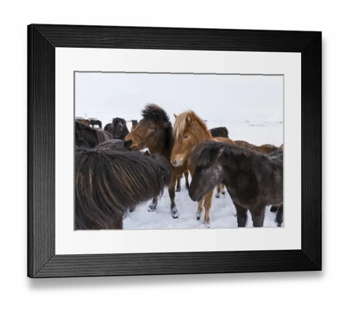 Framed Print : Icelandic Horse during winter in Iceland with typical winter coat Framed Print : Icelandic Horse during winter in Iceland with typical winter coat