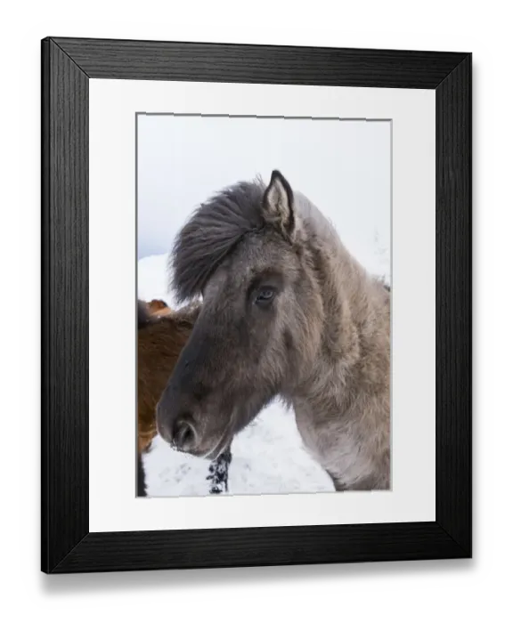 Framed Print : Icelandic Horse during winter in Iceland with typical winter coat Framed Print : Icelandic Horse during winter in Iceland with typical winter coat