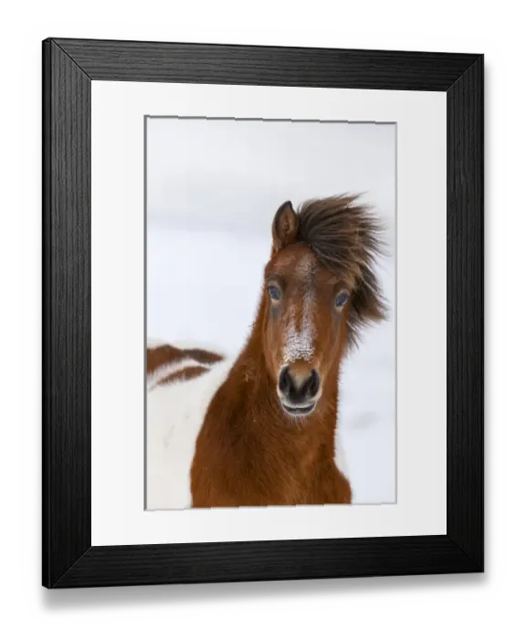 Framed Print : Icelandic Horse during winter in Iceland with typical winter coat Framed Print : Icelandic Horse during winter in Iceland with typical winter coat