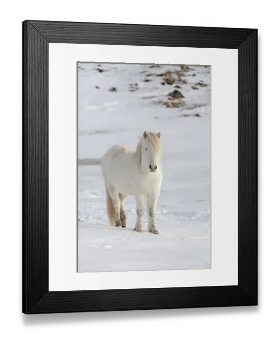 Framed Print : Icelandic Horse during winter in Iceland with typical winter coat