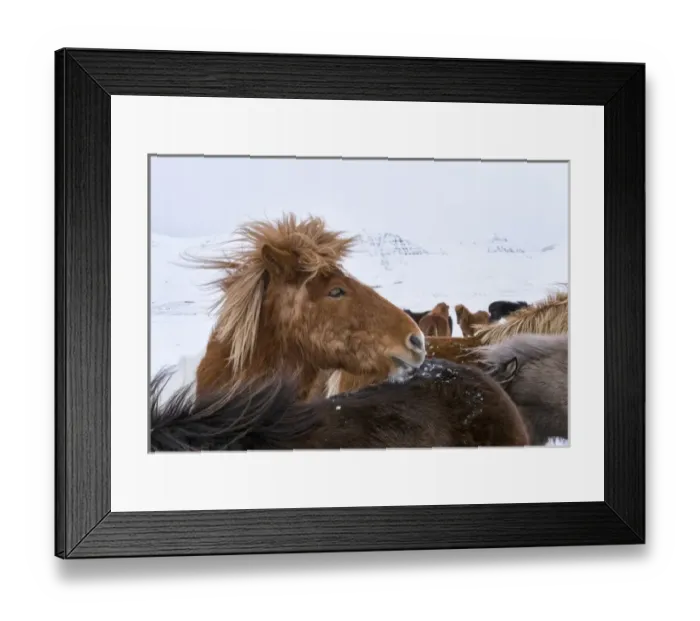 Framed Print : Icelandic Horse during winter in Iceland with typical winter coat Framed Print : Icelandic Horse during winter in Iceland with typical winter coat