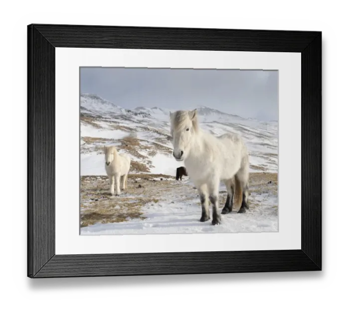 Framed Print : Icelandic Horse during winter in Iceland with typical winter coat Framed Print : Icelandic Horse during winter in Iceland with typical winter coat