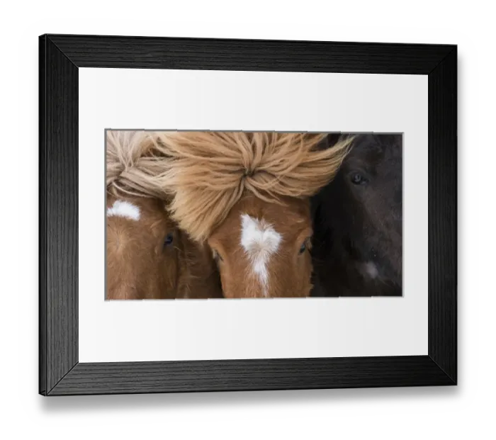 Framed Print : Icelandic Horse during winter in Iceland with typical winter coat Framed Print : Icelandic Horse during winter in Iceland with typical winter coat