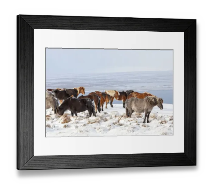 Framed Print : Icelandic Horse during winter in Iceland with typical winter coat Framed Print : Icelandic Horse during winter in Iceland with typical winter coat