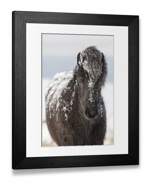 Framed Print : Icelandic Horse during winter in Iceland with typical winter coat Framed Print : Icelandic Horse during winter in Iceland with typical winter coat