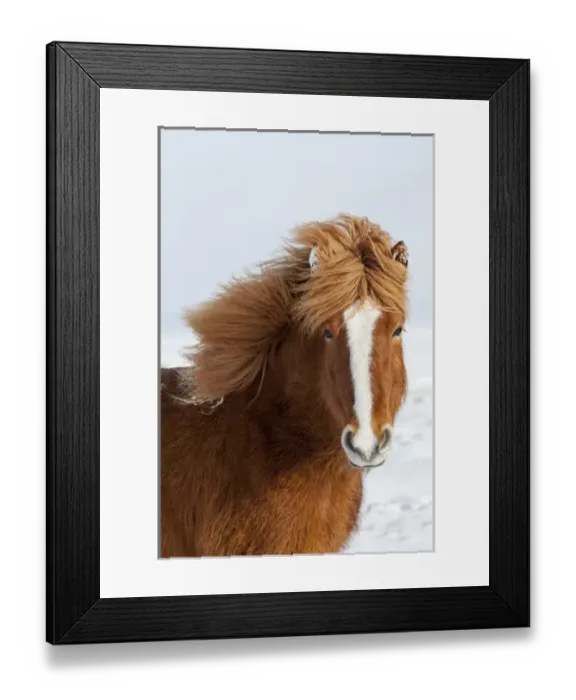 Framed Print : Icelandic Horse during winter in Iceland with typical winter coat Framed Print : Icelandic Horse during winter in Iceland with typical winter coat