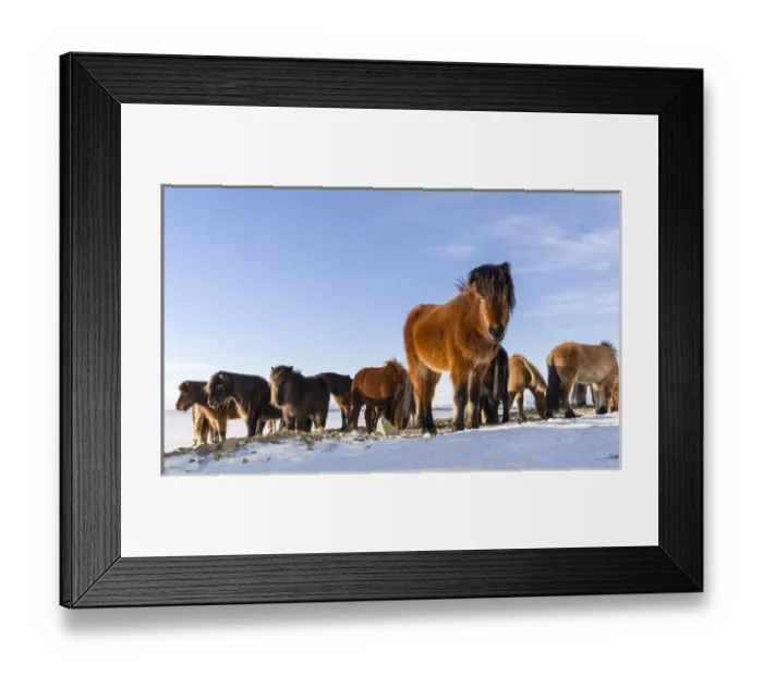 Framed Print : Icelandic Horse during winter in Iceland with typical winter coat Framed Print : Icelandic Horse during winter in Iceland with typical winter coat