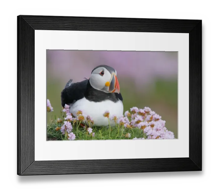 Framed Print : Europe, Ireland, Saltee Island. Atlantic puffin and sea pink flowers Framed Print : Europe, Ireland, Saltee Island. Atlantic puffin and sea pink flowers