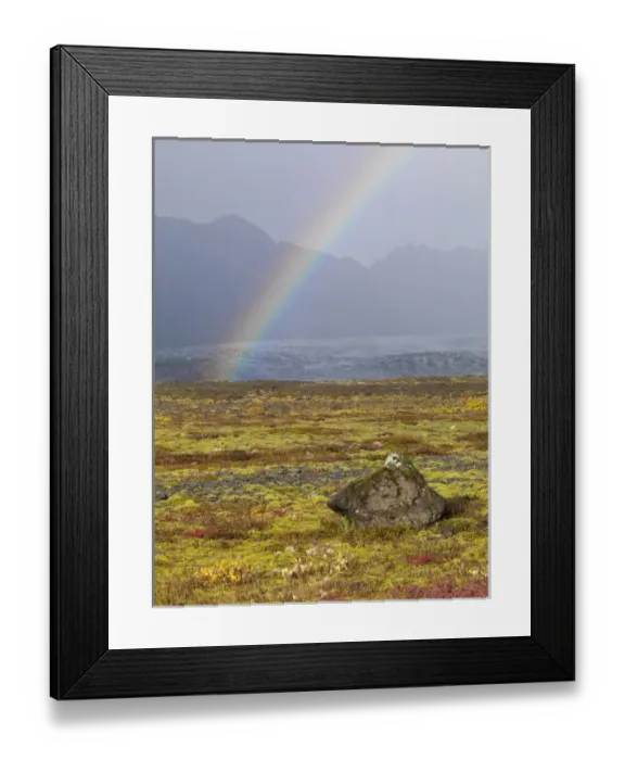 Framed Print : Rainbow over tundra with wild flowers, Iceland