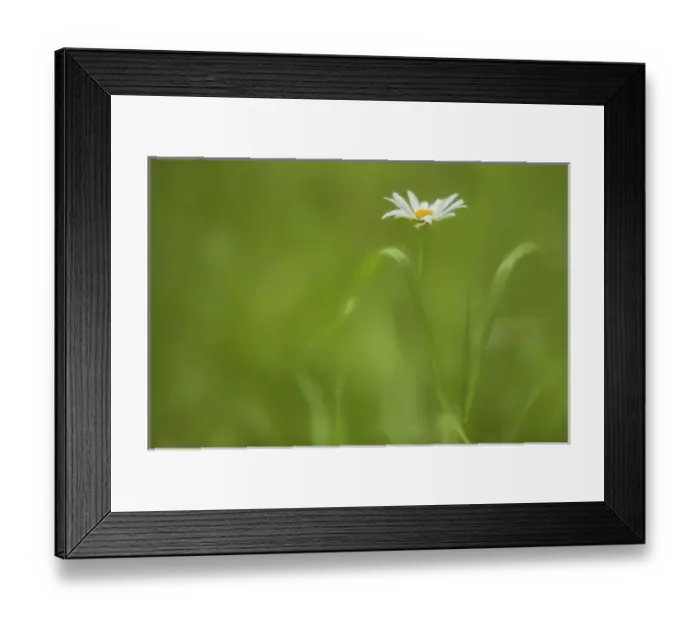 Framed Print : Europe, Ireland. Daisy and leaves. Credit as: Kathleen Clemons / Jaynes Gallery / DanitaDelimont Framed Print : Europe, Ireland. Daisy and leaves. Credit as: Kathleen Clemons / Jaynes Gallery / DanitaDelimont