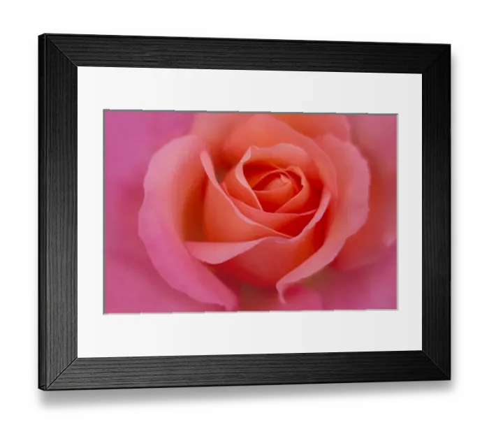 Framed Print : Europe, Ireland. Detail of pink rose. Credit as: Kathleen Clemons / Jaynes Gallery / DanitaDelimont Framed Print : Europe, Ireland. Detail of pink rose. Credit as: Kathleen Clemons / Jaynes Gallery / DanitaDelimont