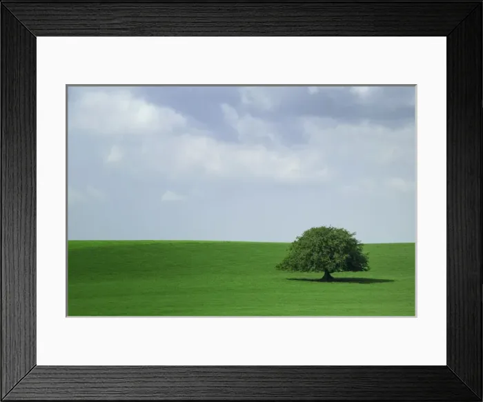 Framed Print : Europe, Ireland. Lone tree in field. Credit as: Kathleen Clemons / Jaynes Gallery / DanitaDelimont Framed Print : Europe, Ireland. Lone tree in field. Credit as: Kathleen Clemons / Jaynes Gallery / DanitaDelimont