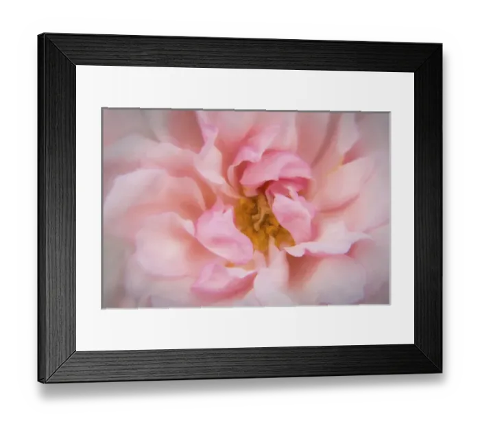 Framed Print : Europe, Ireland. Detail of pink rose. Credit as: Kathleen Clemons / Jaynes Gallery / DanitaDelimont Framed Print : Europe, Ireland. Detail of pink rose. Credit as: Kathleen Clemons / Jaynes Gallery / DanitaDelimont