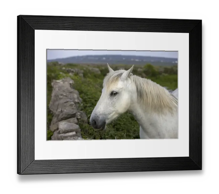 Framed Print : Inishmore Island. Aran Islands. Ireland White horses Framed Print : Inishmore Island. Aran Islands. Ireland White horses