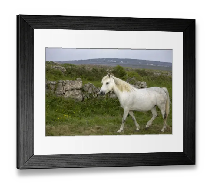 Framed Print : Inishmore Island. Aran Islands. Ireland White horses Framed Print : Inishmore Island. Aran Islands. Ireland White horses