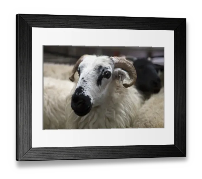 Framed Print : Livestock auction. Ireland. Auction anxiety