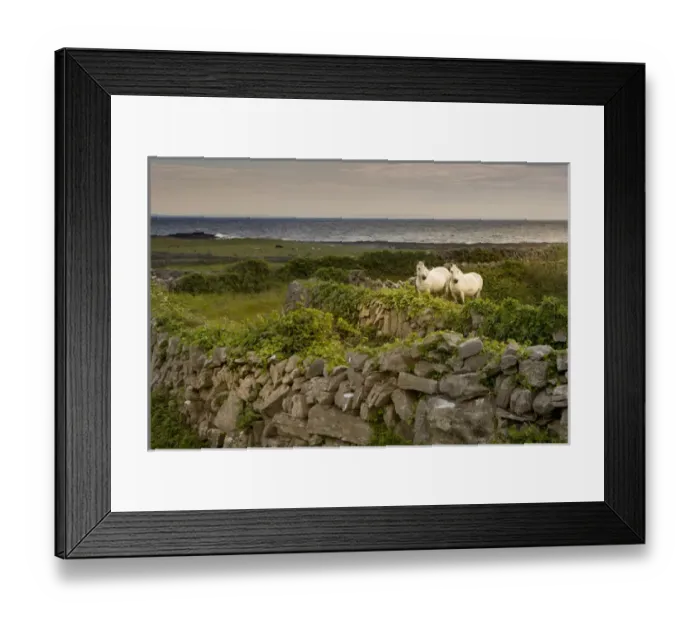 Framed Print : Inishmore Island. Aran Islands. Ireland. Horses behind rocky fences