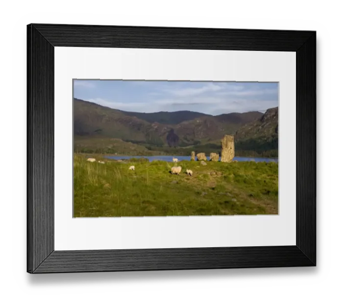 Framed Print : Glengarriff, Ireland, Uragh Stone Circle. Sheep gathering Framed Print : Glengarriff, Ireland, Uragh Stone Circle. Sheep gathering