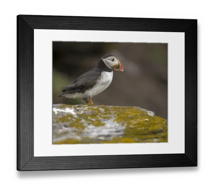 Framed Print : Ireland. Skellig Michael Island. European Westernmost Point. UNESCO World Heritage Framed Print : Ireland. Skellig Michael Island. European Westernmost Point. UNESCO World Heritage