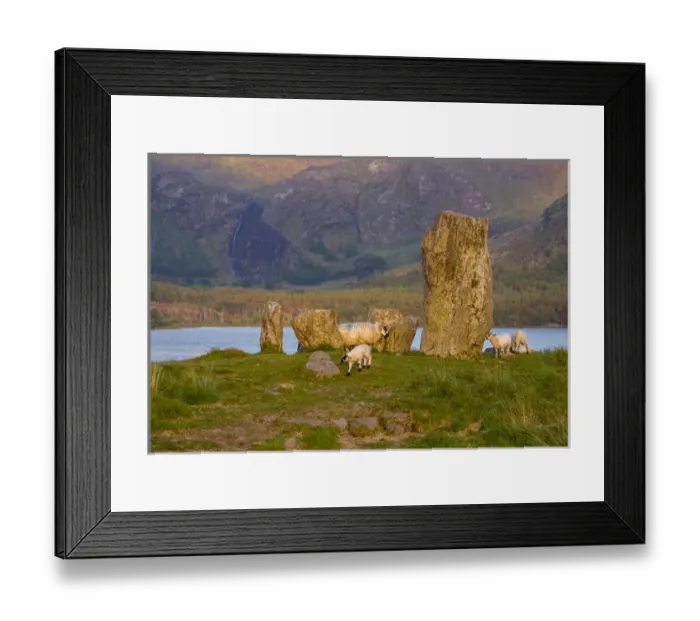 Framed Print : Glengarriff, Ireland, Uragh Stone Circle. Sheep gathering Framed Print : Glengarriff, Ireland, Uragh Stone Circle. Sheep gathering