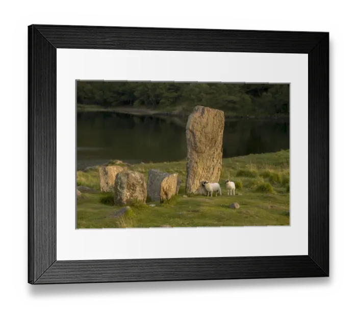 Framed Print : Glengarriff, Ireland, Uragh Stone Circle. Sheep gathering