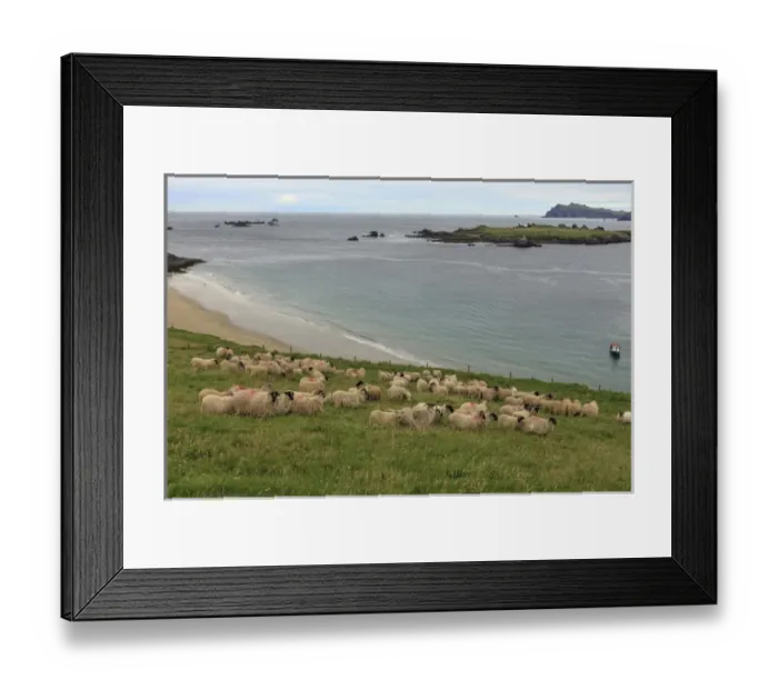 Framed Print : Great Blasket Island. County Kerry. Ireland. Sheep Framed Print : Great Blasket Island. County Kerry. Ireland. Sheep