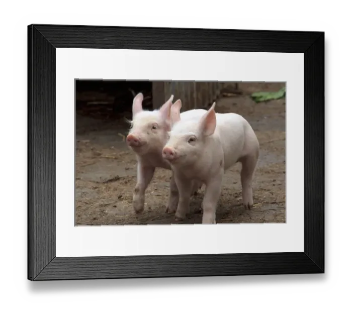 Framed Print : Killarney National Park. County Kerry. Ireland. Muckross Traditional Farms. Pigs Framed Print : Killarney National Park. County Kerry. Ireland. Muckross Traditional Farms. Pigs