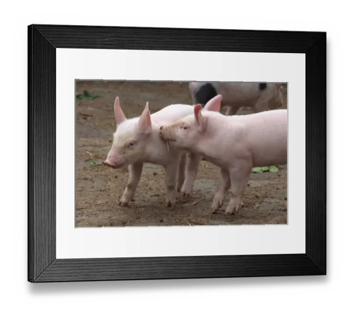 Framed Print : Killarney National Park. County Kerry. Ireland. Muckross Traditional Farms. Pigs