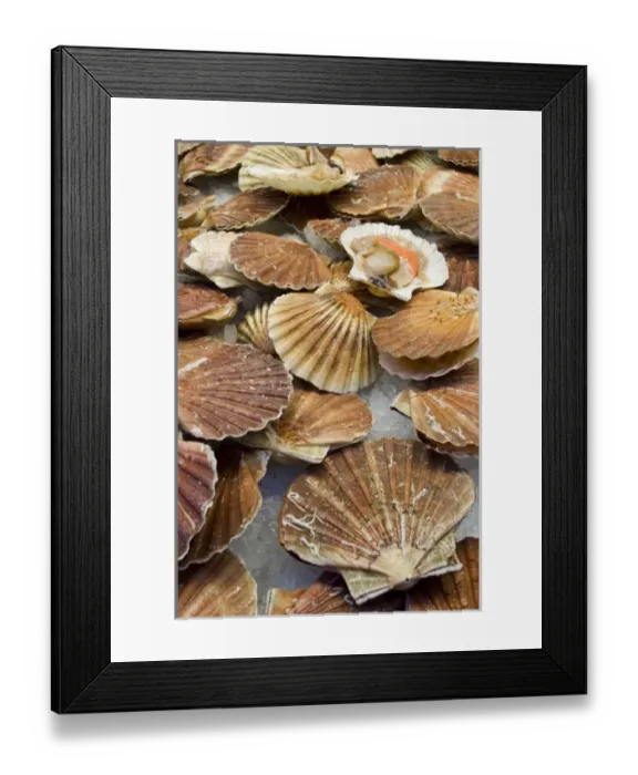 Framed Print : Europe, Italy, Venice. Display of fresh scallops for sale at a fish market. Credit as