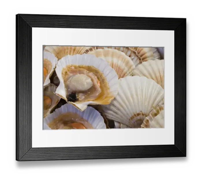 Framed Print : Europe, Italy, Venice. Display of fresh scallops in their shell Framed Print : Europe, Italy, Venice. Display of fresh scallops in their shell