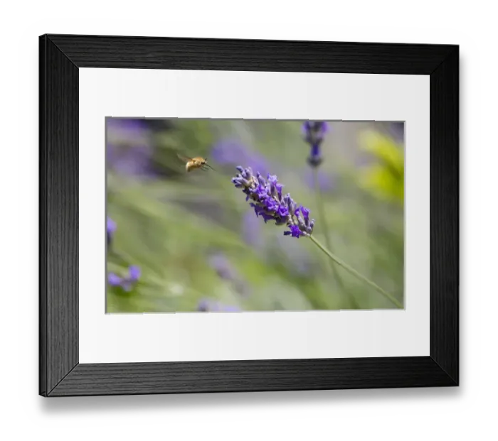 Framed Print : Italy, Tuscany. Bee fly and lavender flower Framed Print : Italy, Tuscany. Bee fly and lavender flower