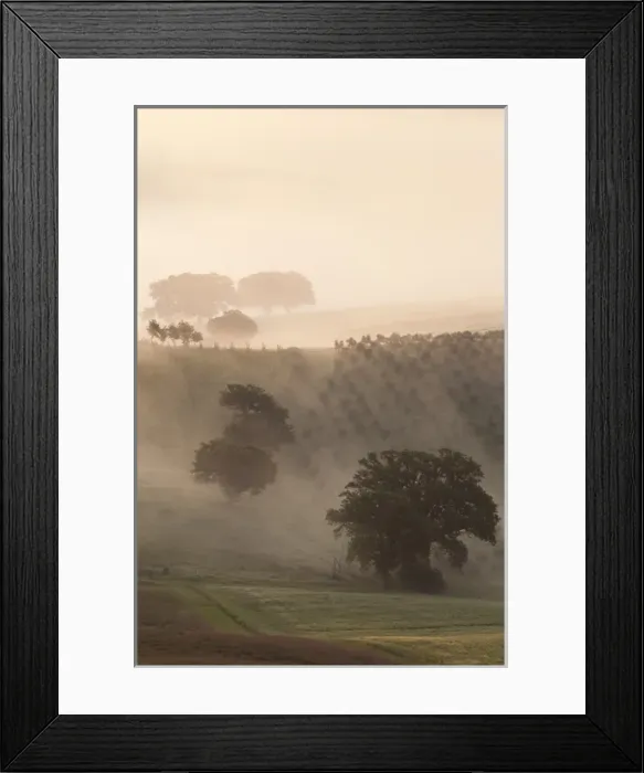 Framed Print : Europe, Italy, Tuscany. Fog drifts around vines and olive trees at sunrise Framed Print : Europe, Italy, Tuscany. Fog drifts around vines and olive trees at sunrise