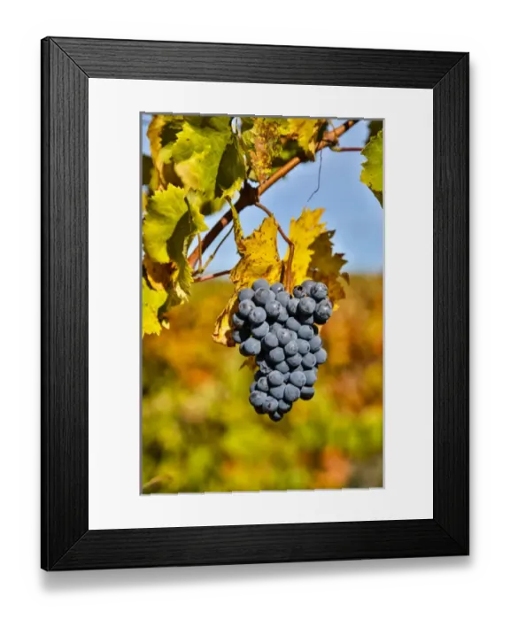 Framed Print : Italy, Tuscany, Grapes Past Harvest