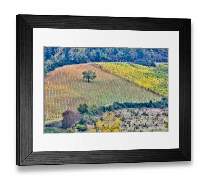 Framed Print : Italy, Tuscany, Lone Tree Framed Print : Italy, Tuscany, Lone Tree