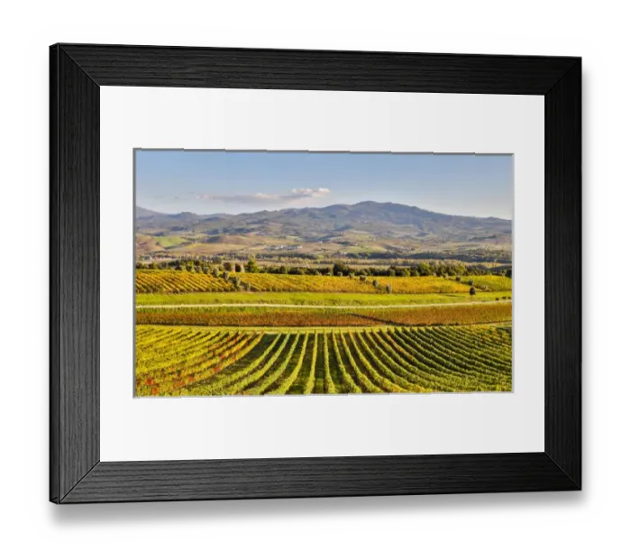 Framed Print : Italy, Montalcino, Rows of Vines, Castello Banfi