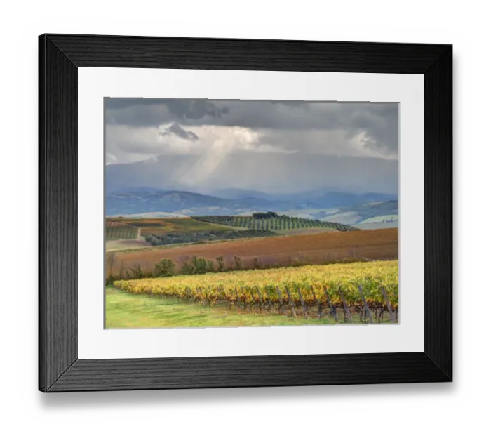 Framed Print : Europe, Italy, Tuscany. Colorful autumn vineyards and olive trees in Tuscany with Framed Print : Europe, Italy, Tuscany. Colorful autumn vineyards and olive trees in Tuscany with