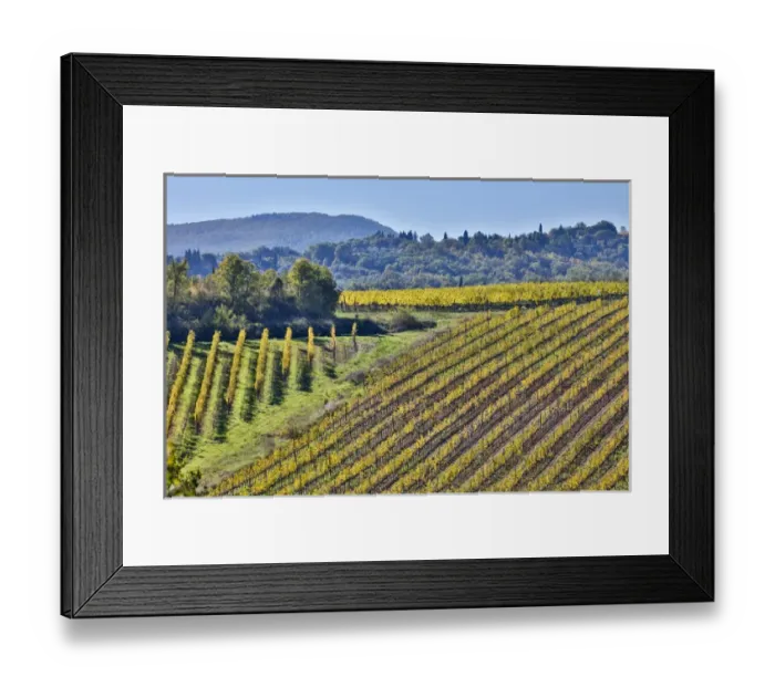 Framed Print : Italy, Tuscany, Vineyard