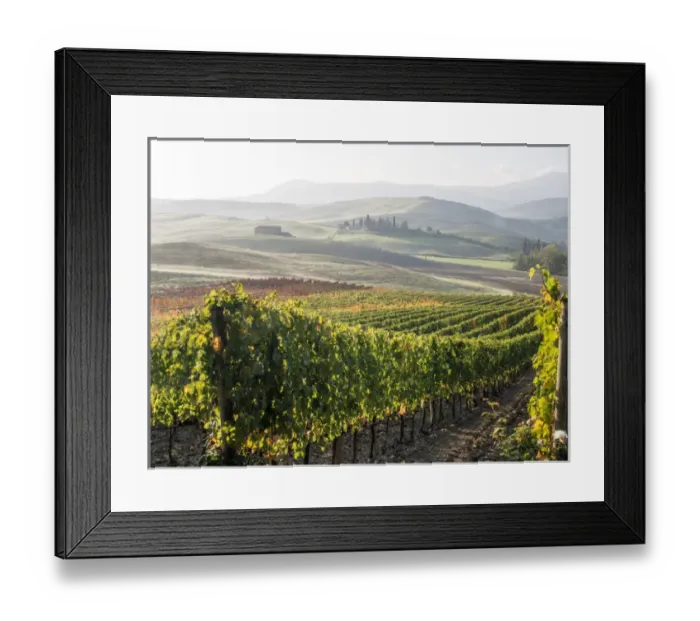 Framed Print : Europe, Italy, Tuscany. Autumn vineyards in bright colors