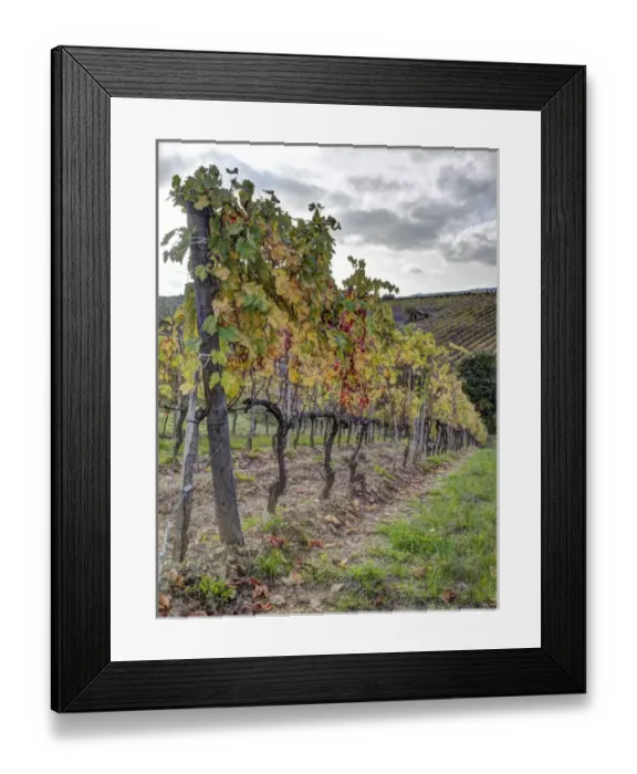 Framed Print : Europe, Italy, Tuscany. Autumn vineyards in bright colors