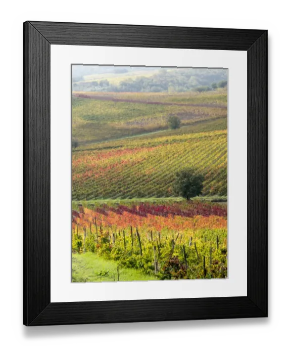 Framed Print : Europe, Italy, Tuscany. Colorful vineyards and olive trees in autumn in the Val