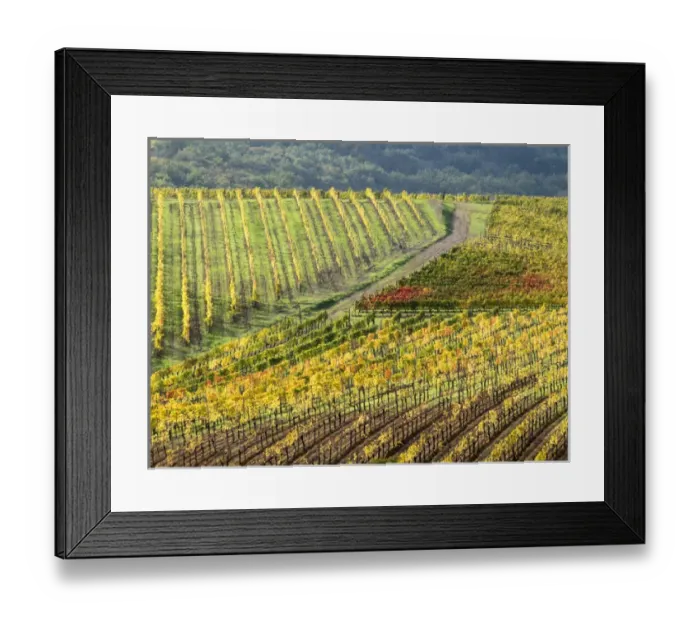Framed Print : Europe, Italy, Tuscany. Colorful vineyards in autumn in the Val d Orcia region Framed Print : Europe, Italy, Tuscany. Colorful vineyards in autumn in the Val d Orcia region