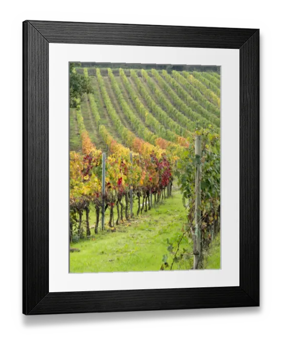 Framed Print : Europe, Italy, Tuscany. Colorful vineyards in autumn in the Val d Orcia region Framed Print : Europe, Italy, Tuscany. Colorful vineyards in autumn in the Val d Orcia region