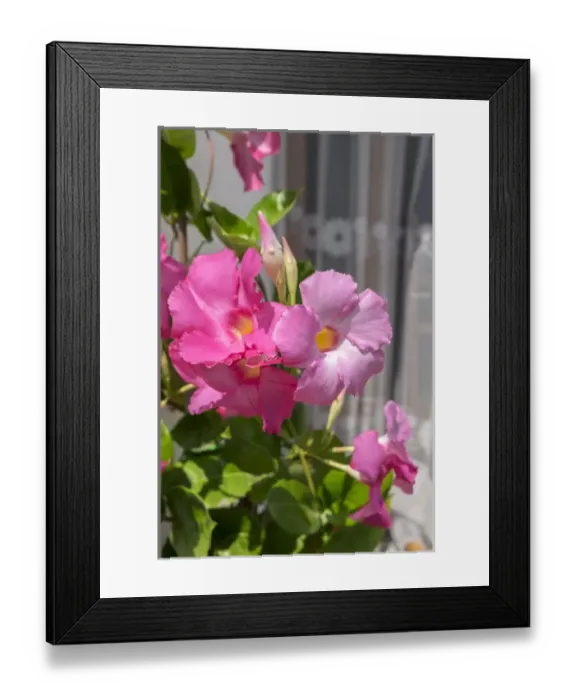 Framed Print : Pink Mandevilla vine blooming, Alberobello, Italy, Europe Framed Print : Pink Mandevilla vine blooming, Alberobello, Italy, Europe