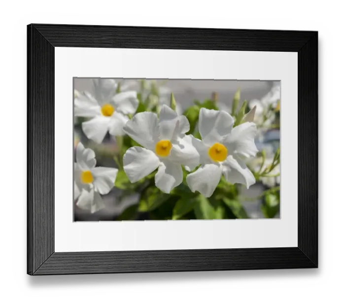 Framed Print : White blooming flower