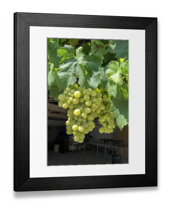 Framed Print : Grapevine, Locorotundo, Italy, Europe Framed Print : Grapevine, Locorotundo, Italy, Europe