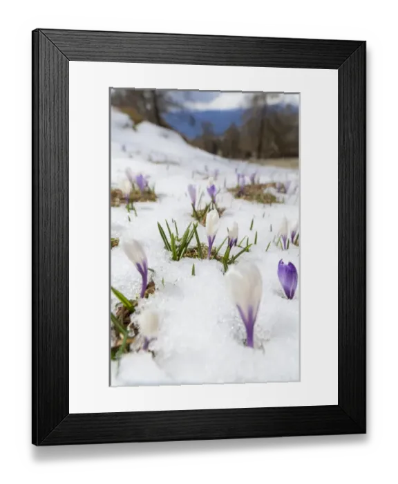 Framed Print : Spring Crocus (Crocus vernus) in the south tyrolian alps are the harbinger of spring Framed Print : Spring Crocus (Crocus vernus) in the south tyrolian alps are the harbinger of spring